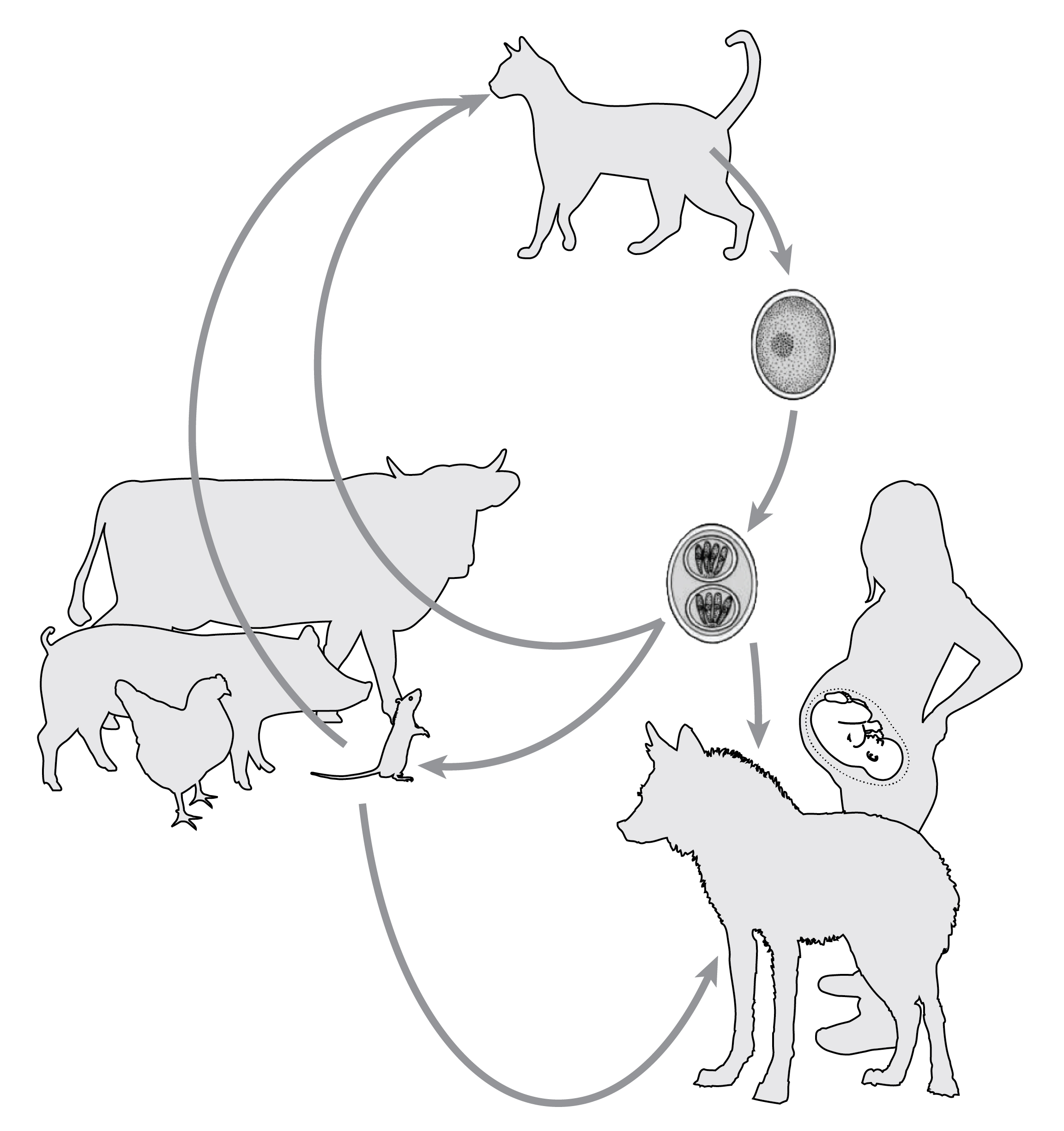 Toxoplasma gondii parasite's host range