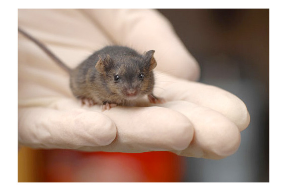 Photo: Mouse containing cells derived from a reprogrammed fibroblast