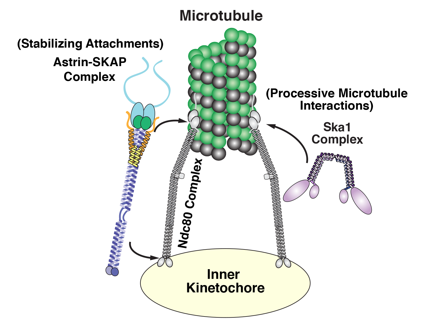 Diagram of the kinetochore complex