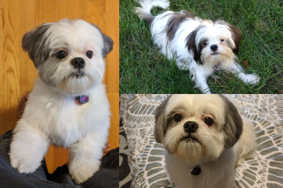 Collage of Jorge Adarme's dog Lily, a Shih Tzu