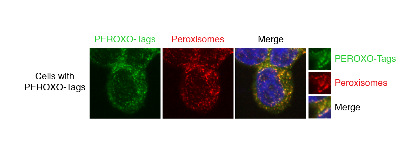 Figure of glowing cells.