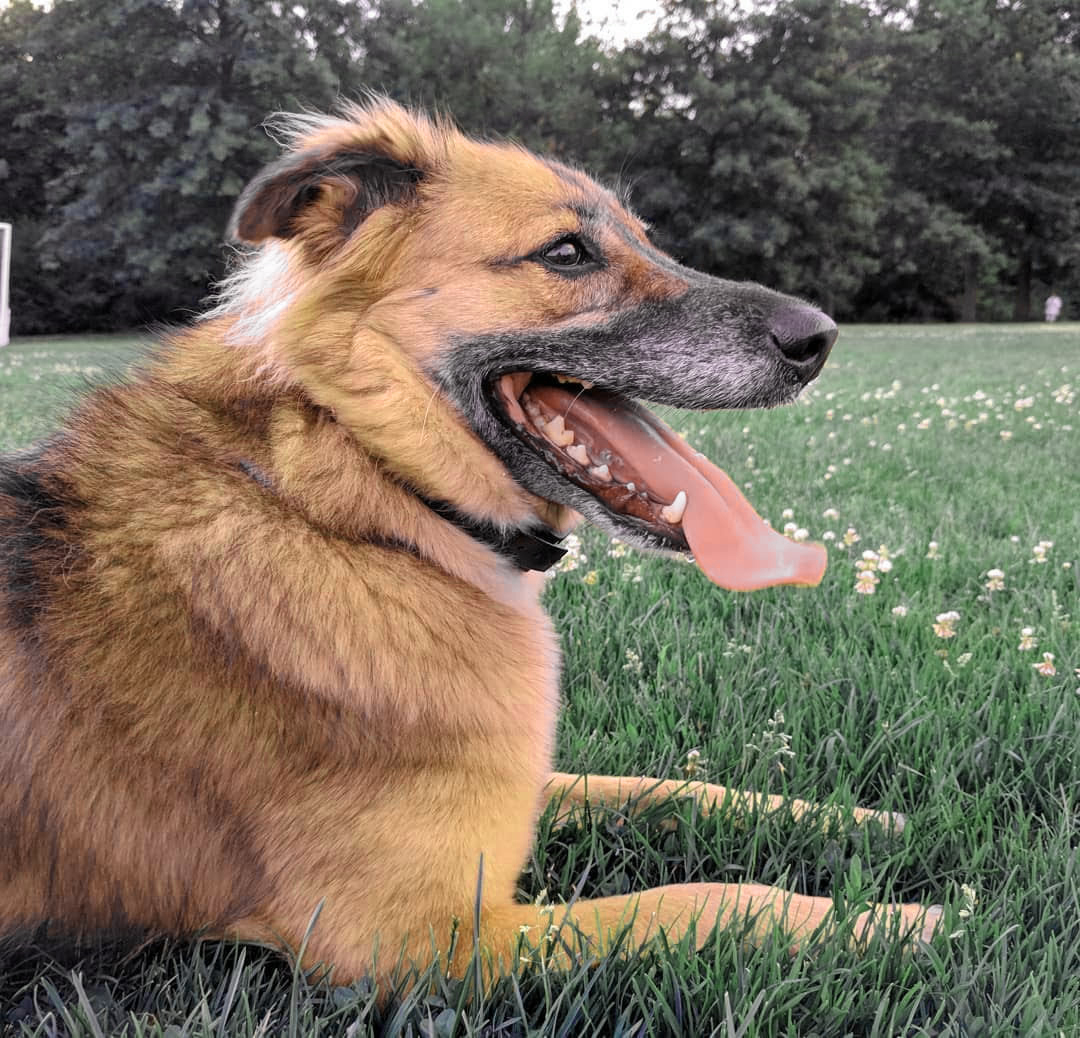 Ally's dog lying on grass with tongue out