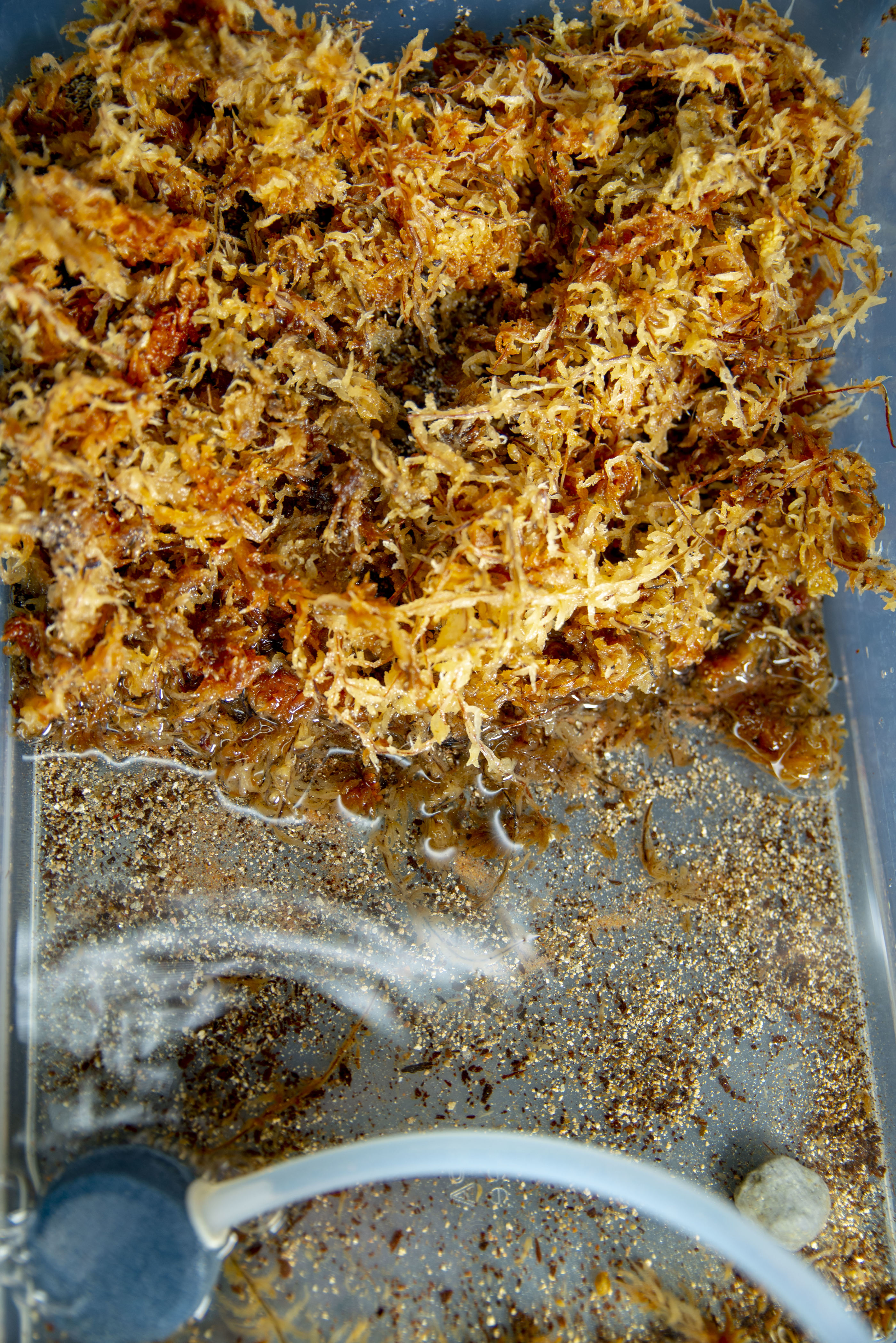 A mock riverbank of orange-brown plant matter in a clear bin seen from above