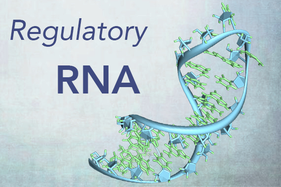 Illustration of a hairpin loop from a pre-mRNA