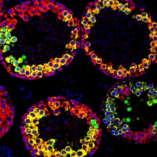 Mouse germ line cells