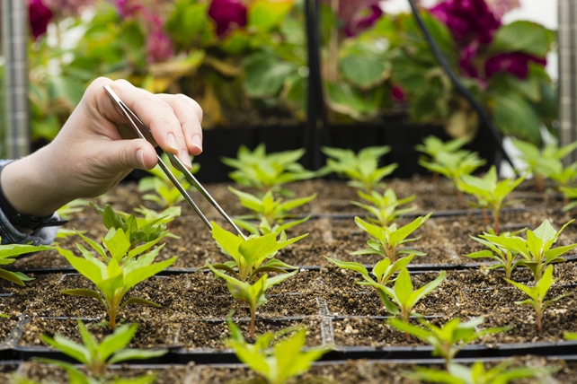 Closeup of small plants growing in a greenhouse